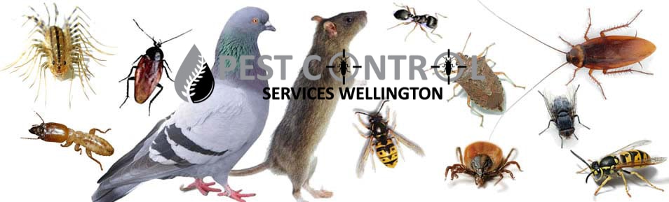 all kinds of Pest Control