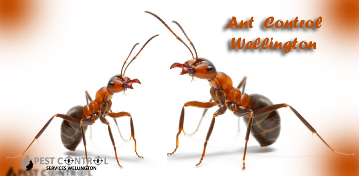 ant control wellington