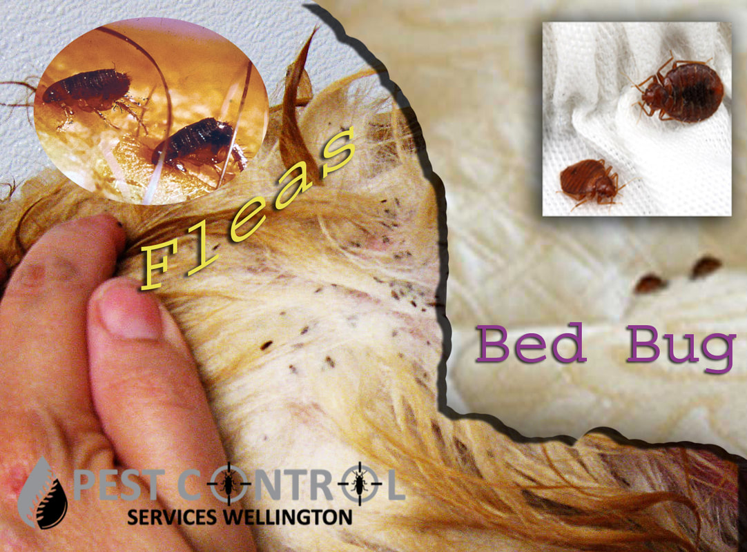 flea & bed bug treatment