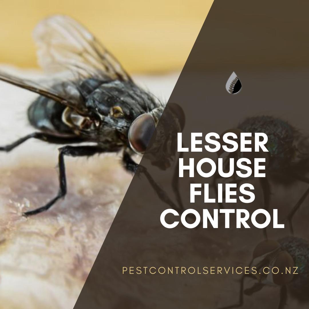 Lesser House Flies Control