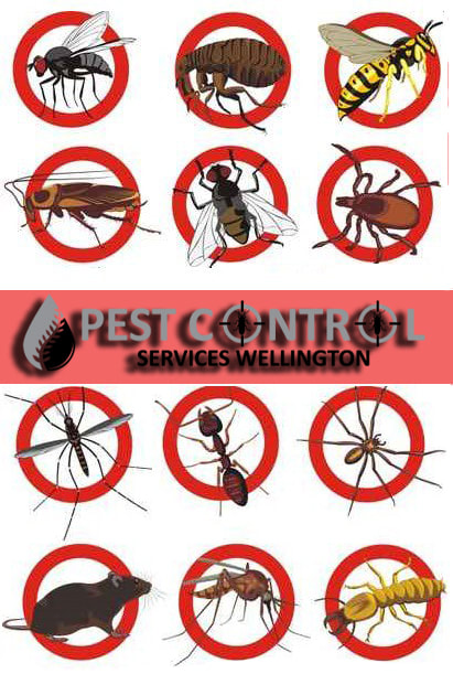 pest control lower hutt