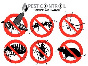 the best pest control wellington