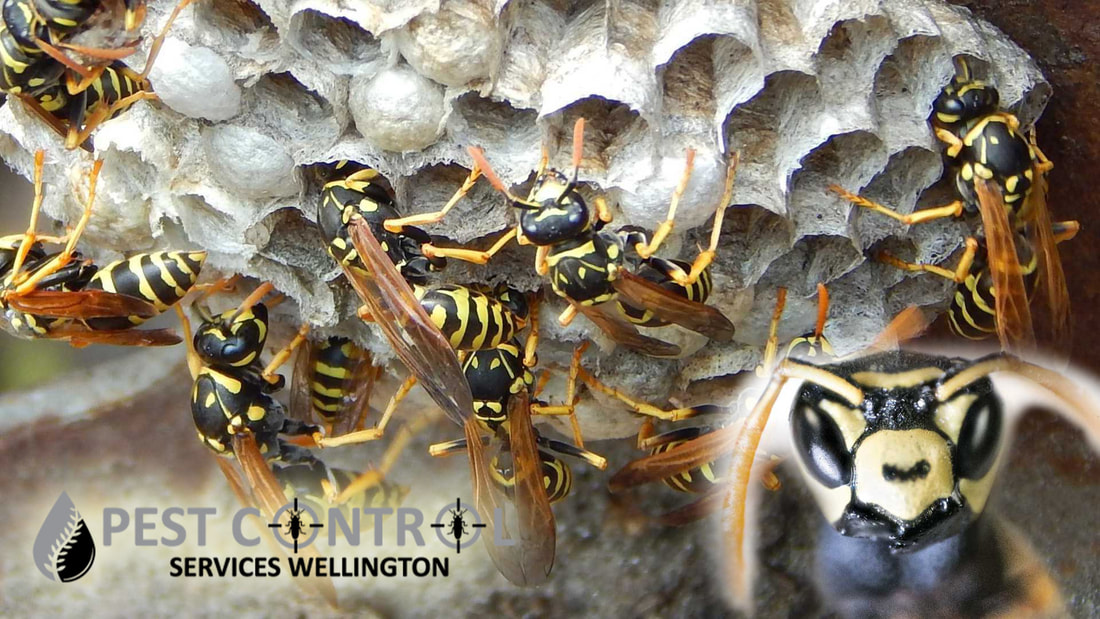wasp control wellington