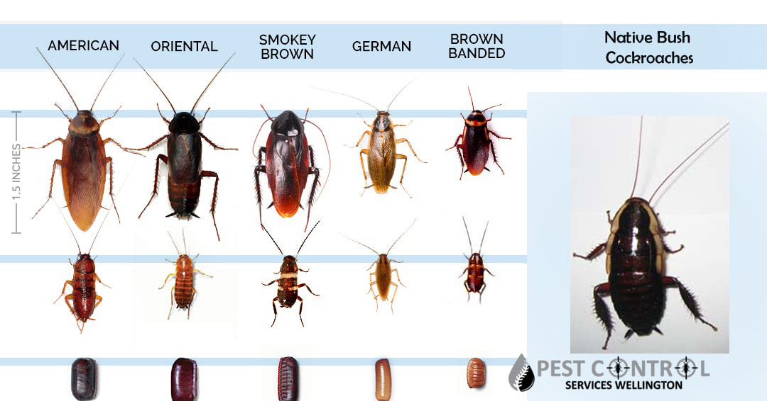 Common Types Of Cockroaches 